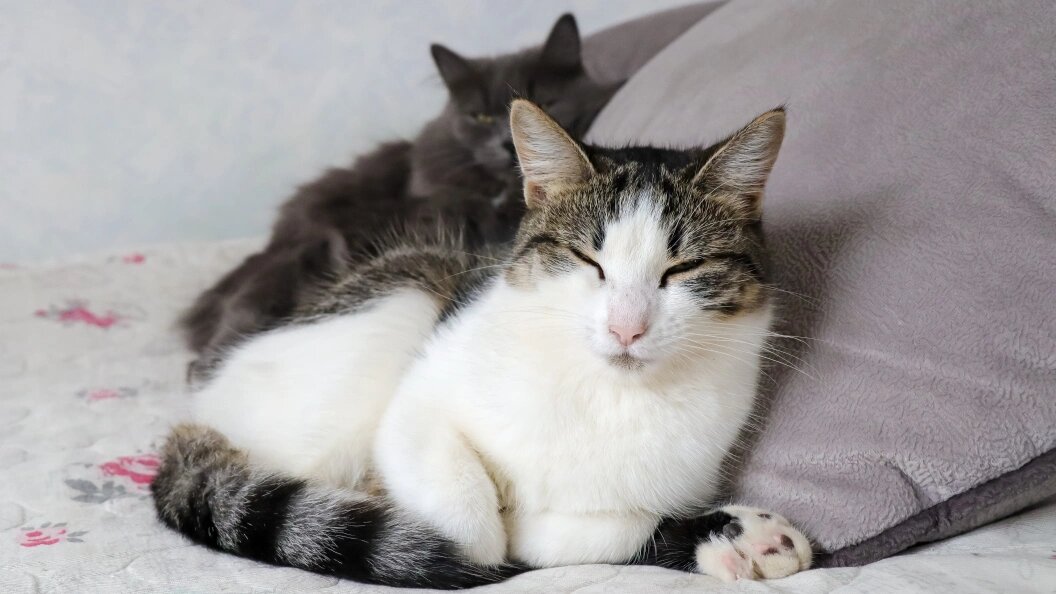    фото: Elena Mayorova/Global Look Press