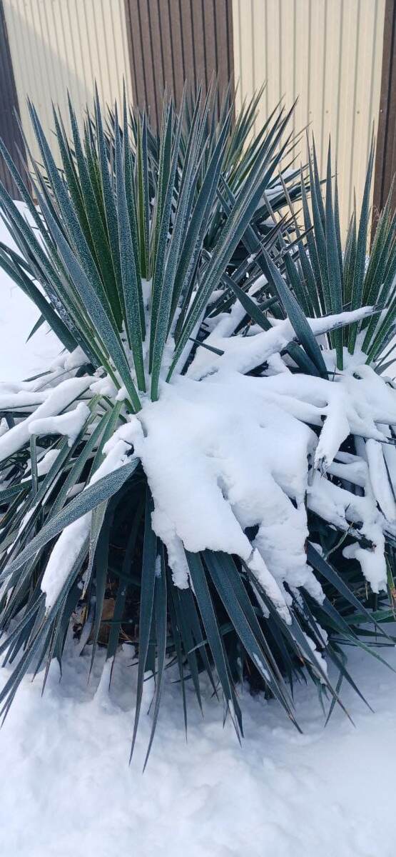 Просто снег и юкка