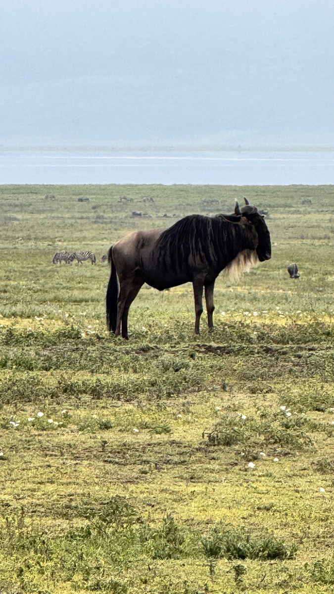Антилопа гну