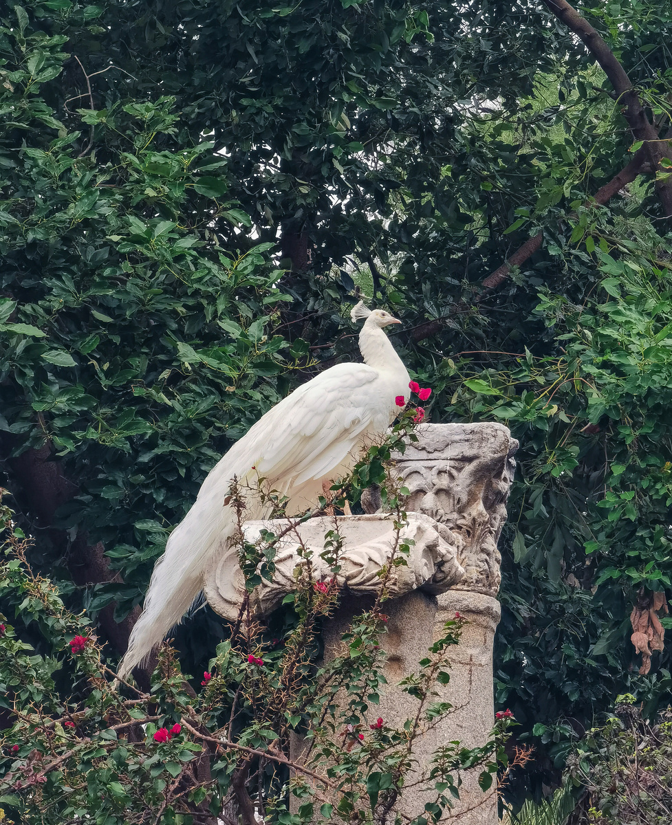 Павлин живой