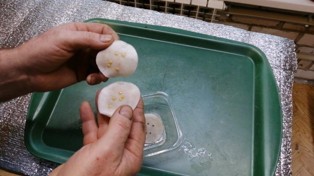 Замачиваю семена перца на ватных дисках.