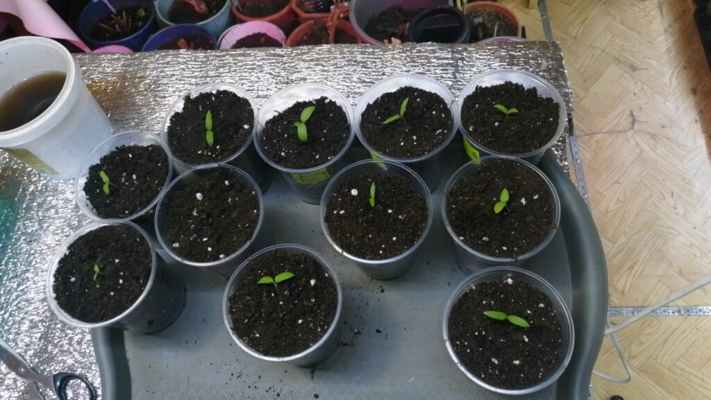 Всходы перца в почвосмеси с агроперлитом.