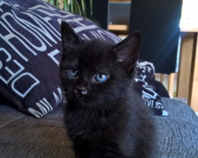 Диагноз, который поставили нашей кошке в Голландии и что сказал ветеринар в России.