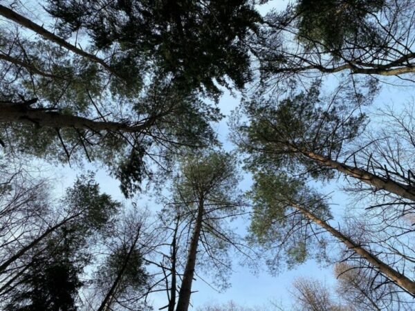    Фото: Светлана Лобова. UG.RU