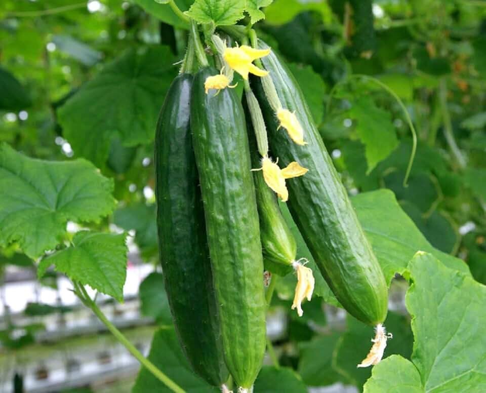Огурцы тепличного комплекса «Камчатский» / kamgov.ru