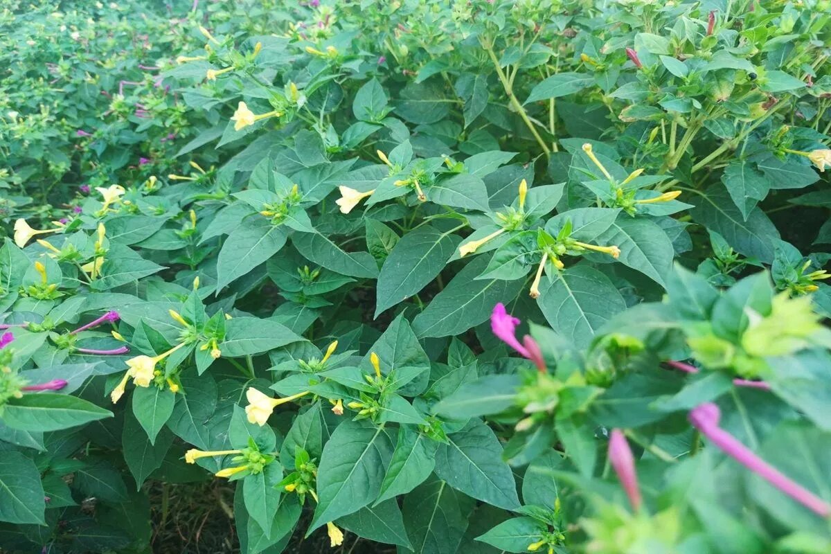 Наверняка вы видели мирабилис в палисадниках, парках и скверах Краснодара.
Фото: Виктор Самонов