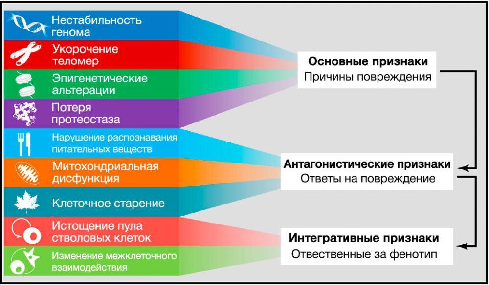 Причины старения 