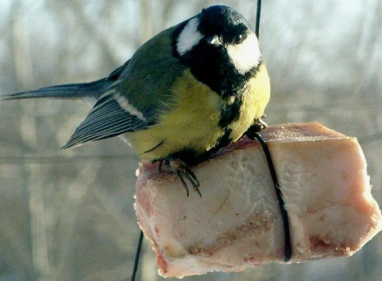 Синичка и сало