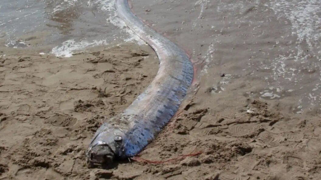    Скриншот видео YouTube