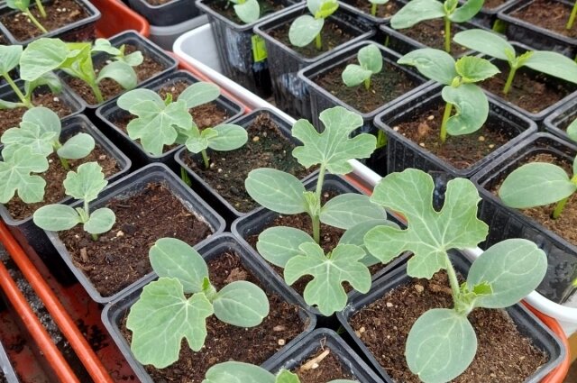    Всхожесть семян зависит от условий. Фото: Из личного архива/ Борис Борисов