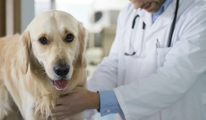 собака в клинике