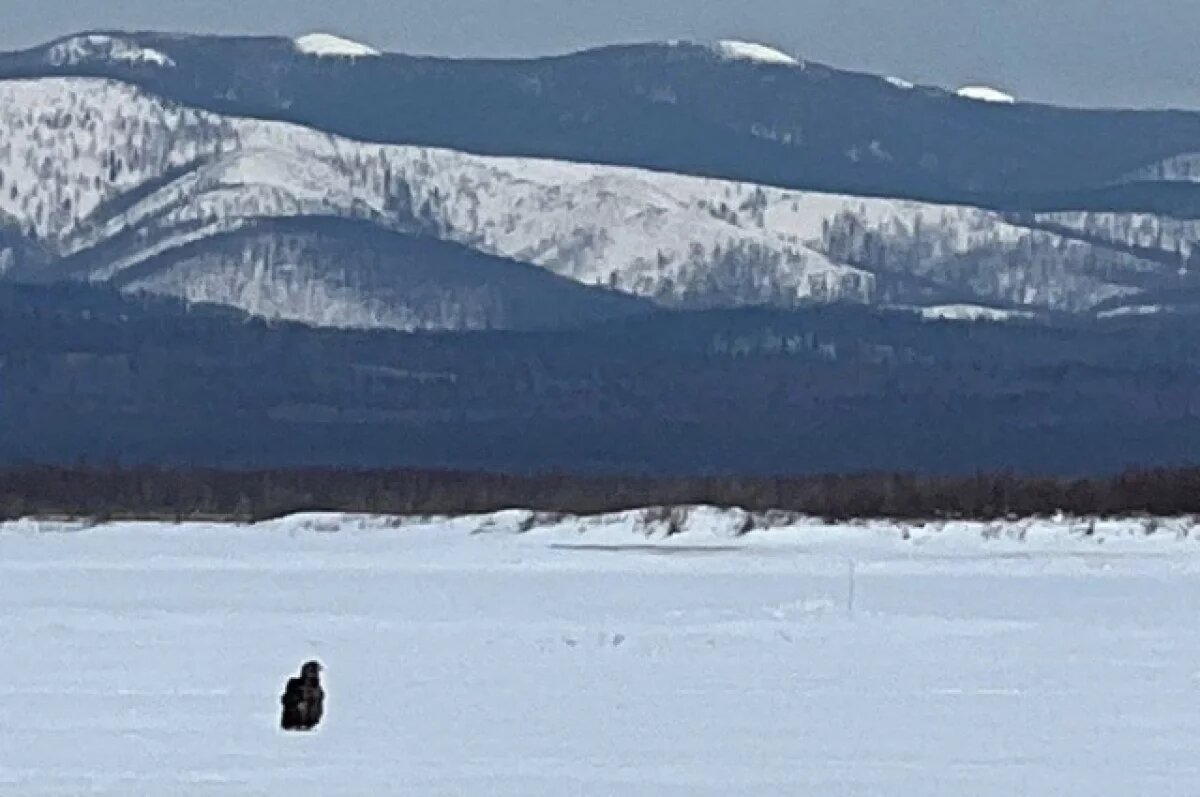    В Хабаровский край пришла весна — вернулись белоплечие орланы