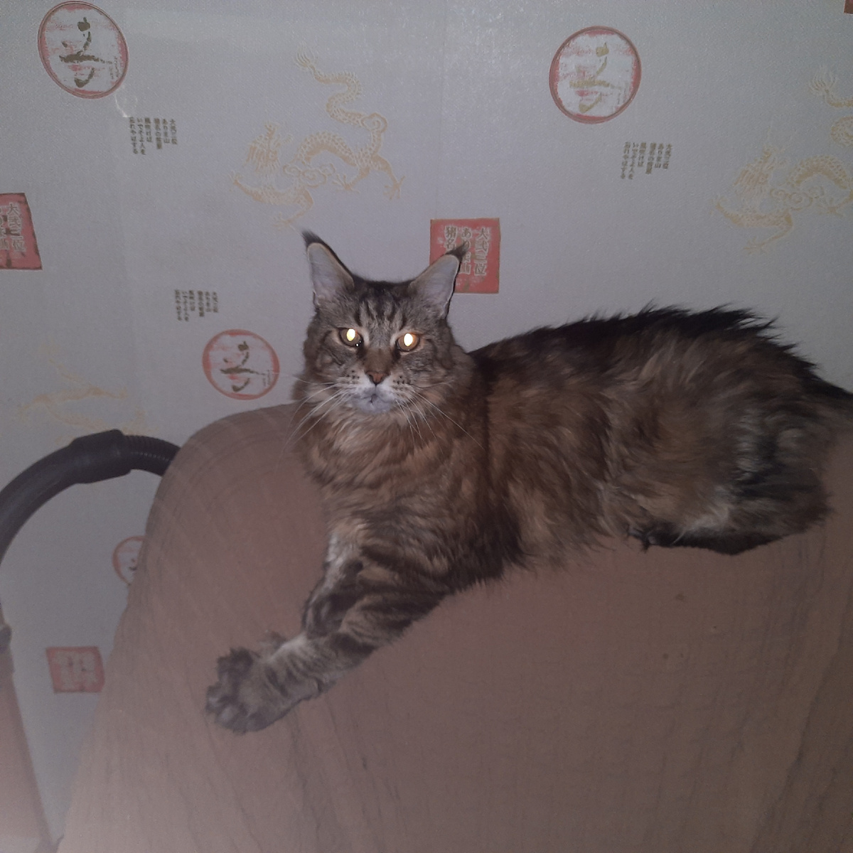 Залетел, как стрела, сидит плющится)))перед этим плёлся еле еле поесть