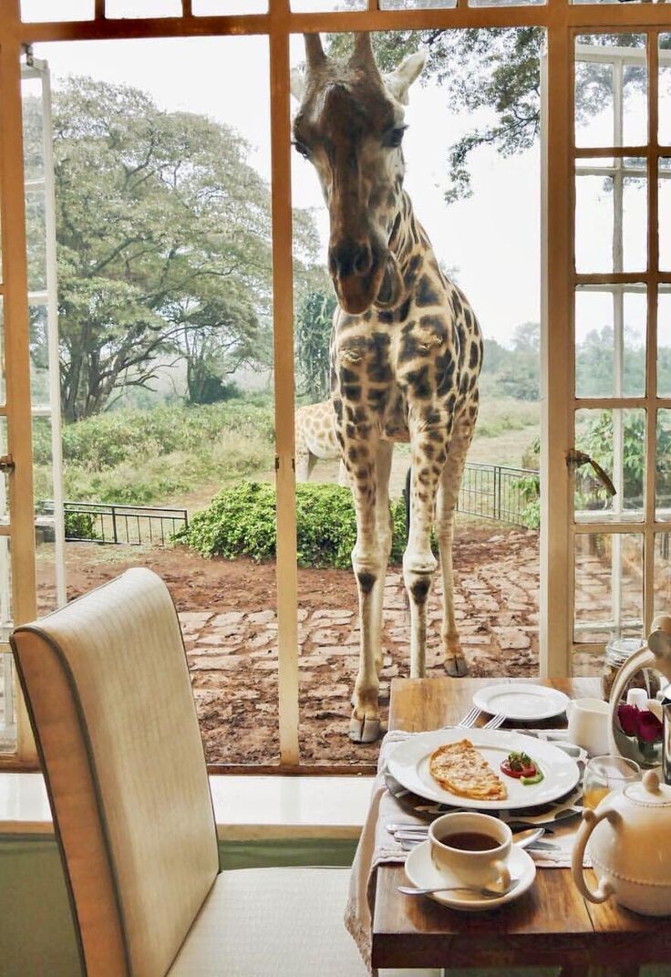 Яндекс Открытый источник 