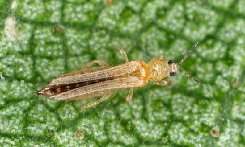 Фото: Яндекс Картинки