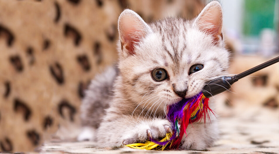 Источник:https://golnk.ru/eDqYL