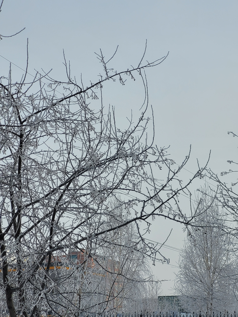 Иней на деревьях