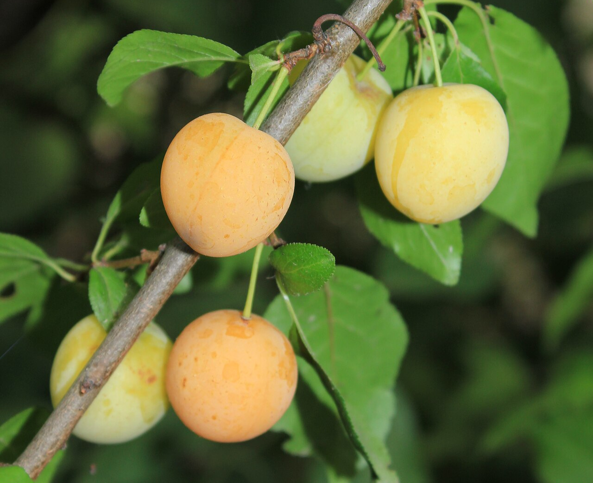 Фото: Wikipedia/Alyana Alya • CC BY-SA 4.0