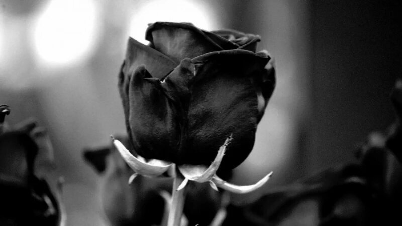     Траур. Цветок СС0