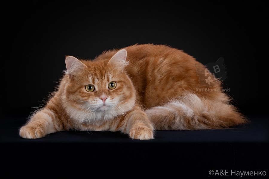 Добрыня из Цветочной Страны