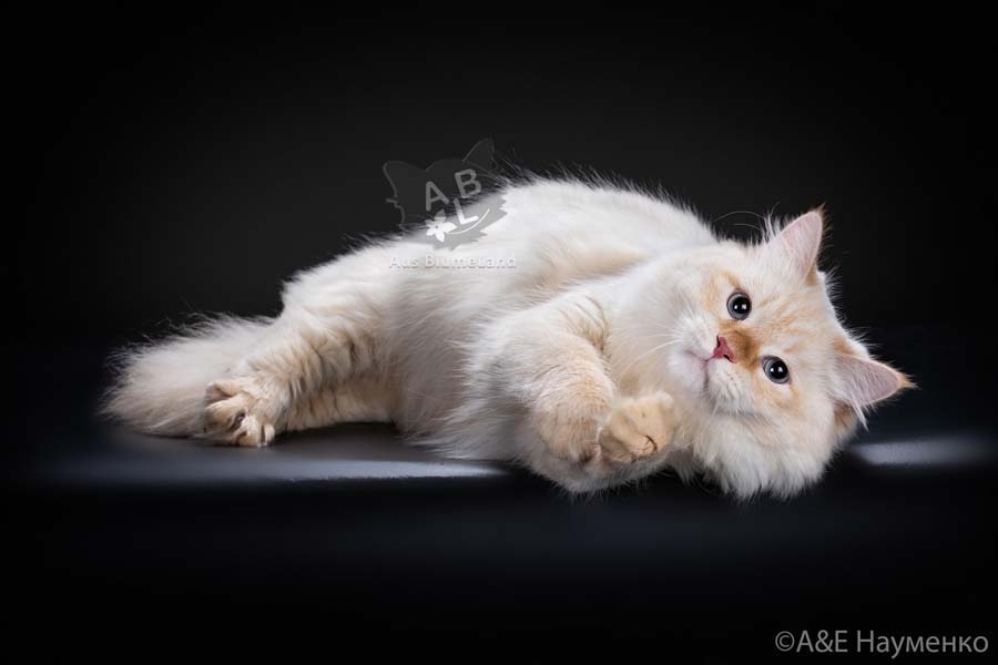 Велес из Цветочной Страны