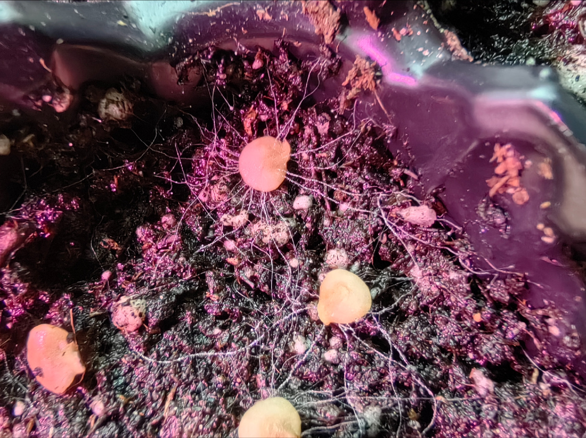 Часто на земле в рассаднике начинает расти плесень. Фитоспорин - отличный сторож, не даёт ей развиваться. Защищает семена и рассаду. 