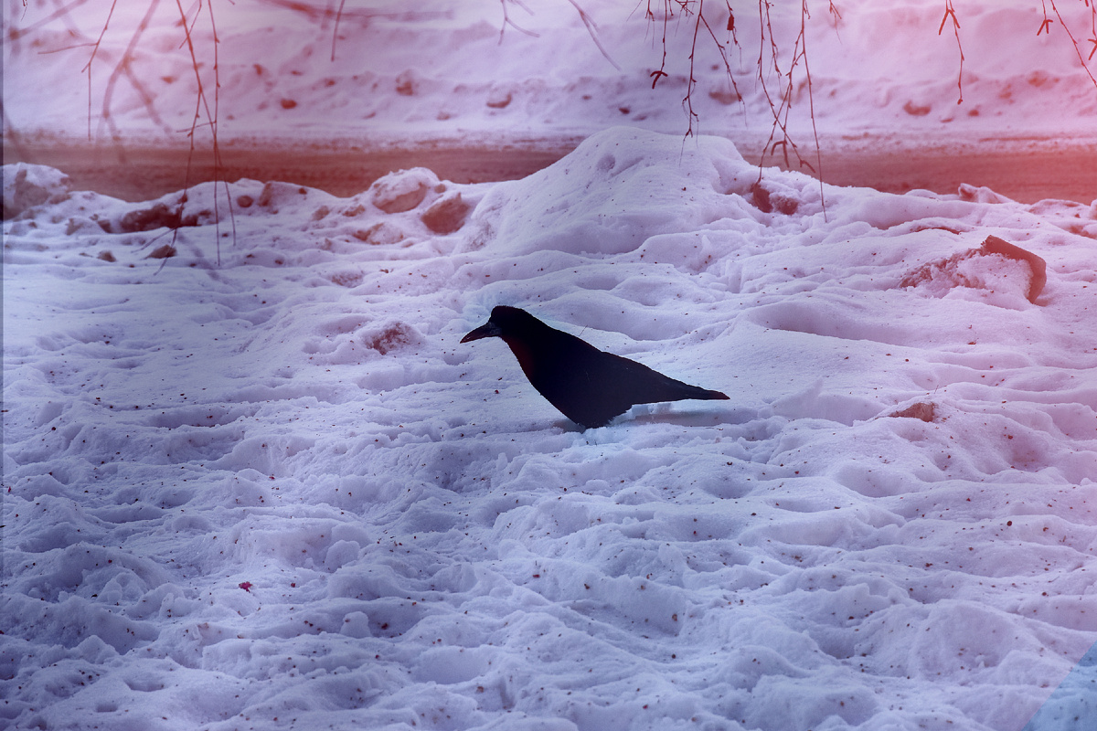 Копирование фотографий запрещено. Контент является интеллектуальной собственностью. Защищён авторским правом.