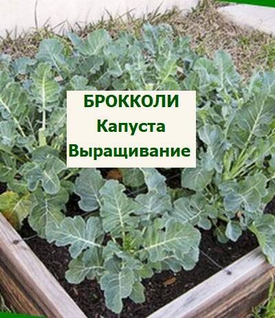 выращивание брокколи