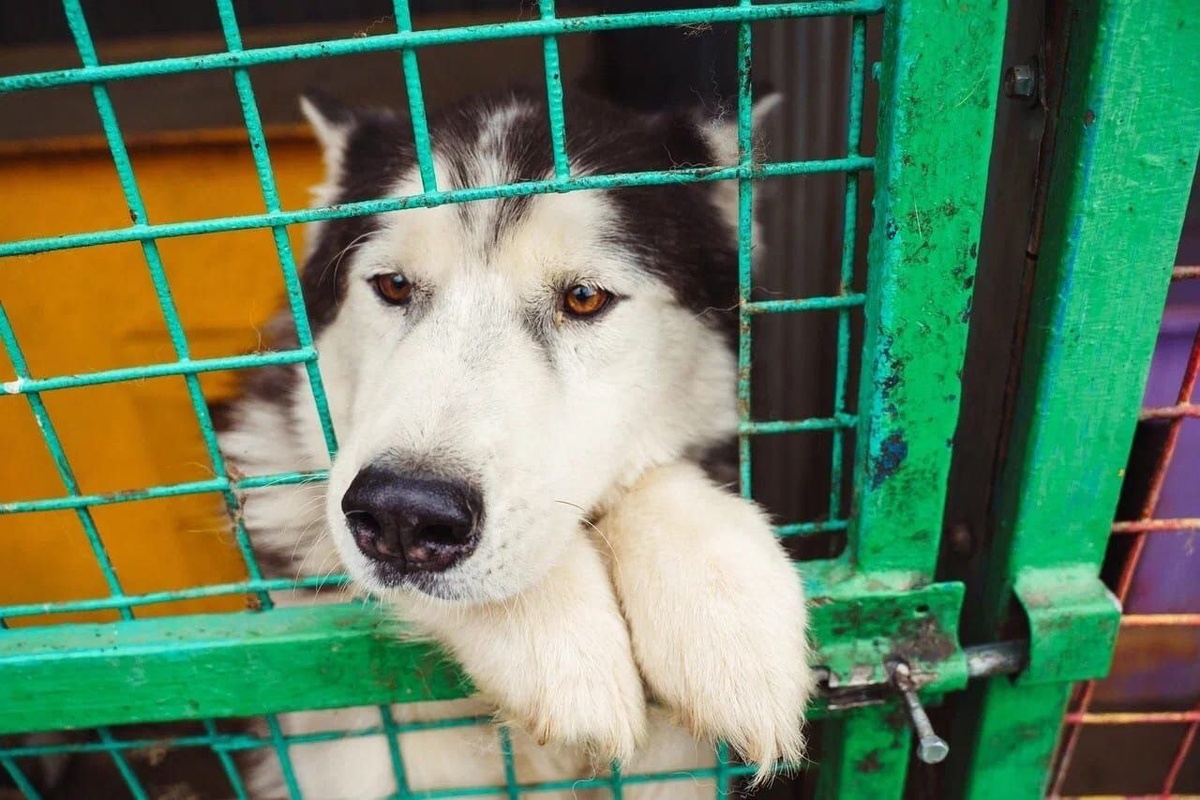 Милый Норд все также скучает в вольере...