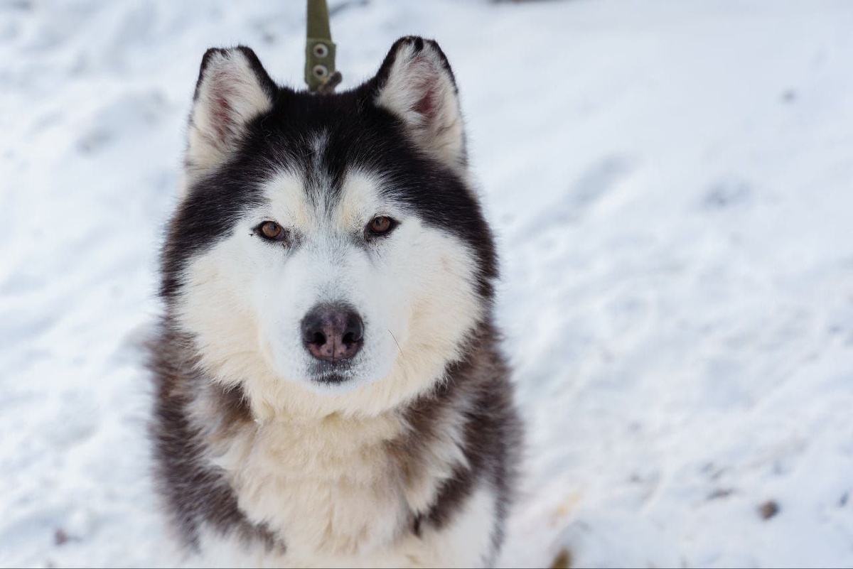 Норд - добрый и ласковый пес, заслуживающий любви человека!