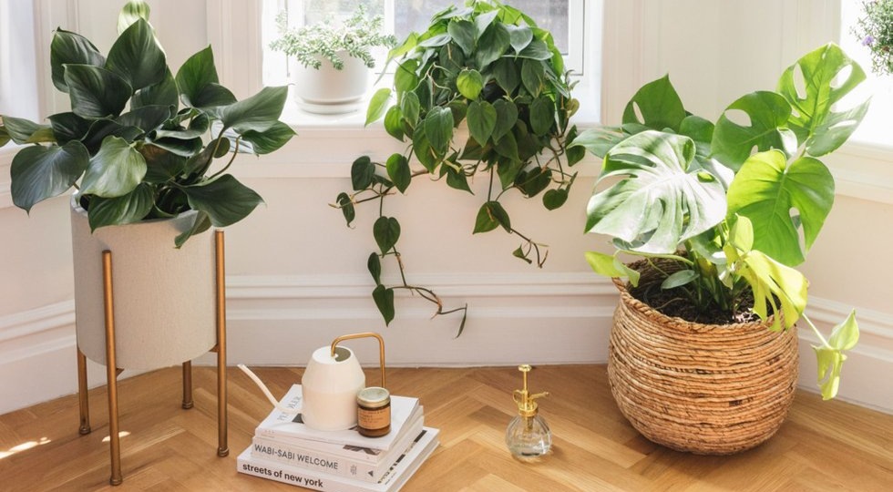 Почему ваши цветы постоянно умирают, и как это исправить