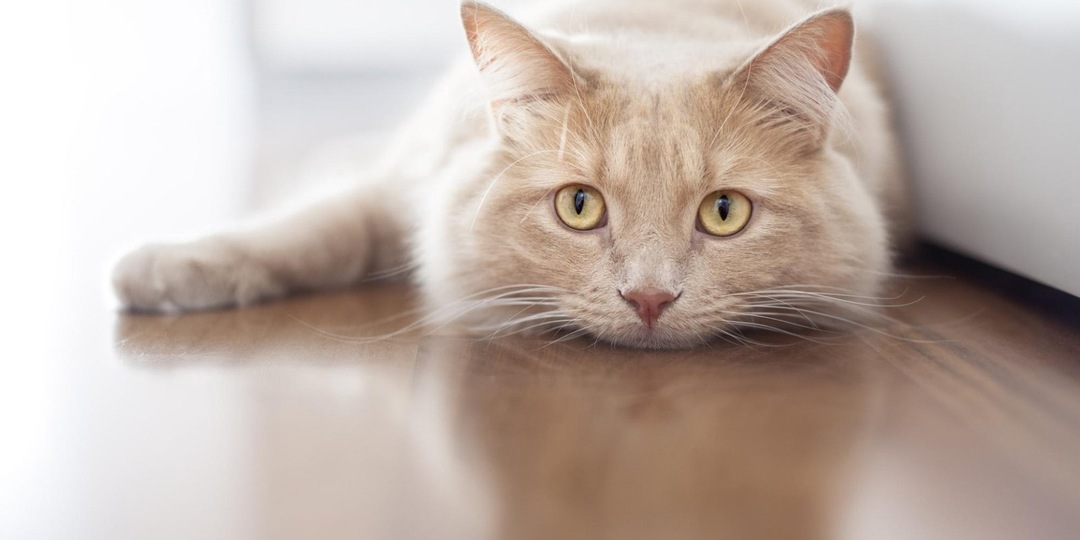 Толстый ≠ счастливый: 13 фактов об ожирении у кошек
