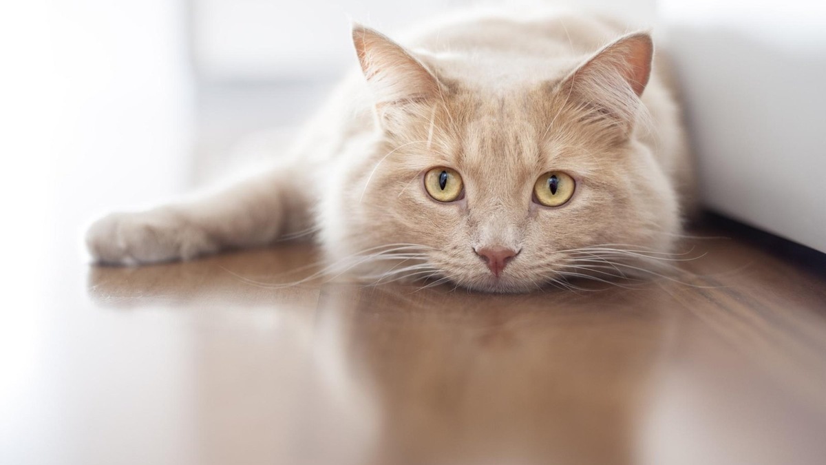    Из-за лишнего веса кошка становится менее активной и может больше времени проводить лежа