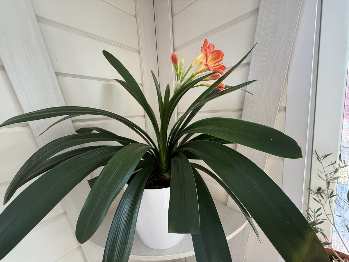 Кливия. Фото автора канала Дом с кипарисами