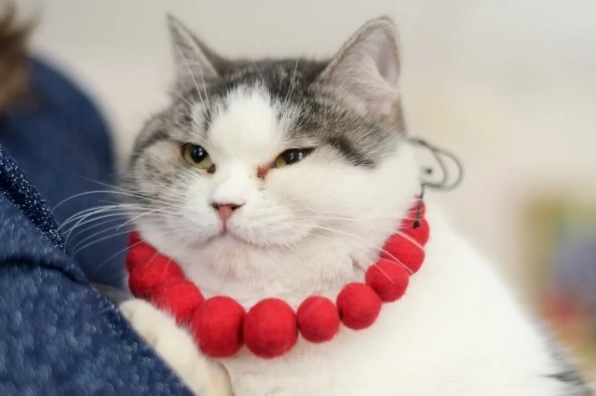    Рязанская кошка Ефросинья борется за звание «Хвостатого хранителя»