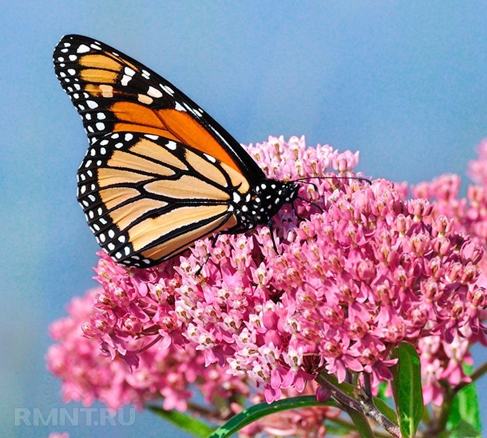 Фото ecgrowers.com