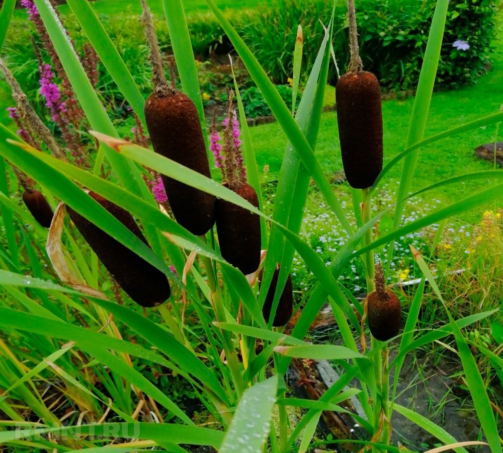Фото thewatergarden.co.uk