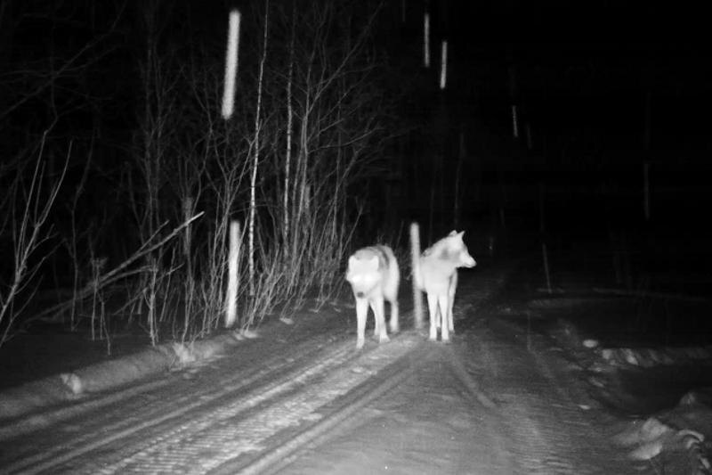    Скрин видео нацпарка "Зигальга"