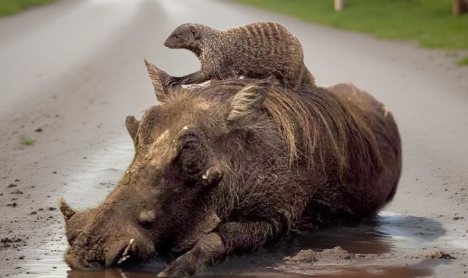 Ролит - https://dzen.ru/video/watch/67c69bfd60dce42a7b99f1ff