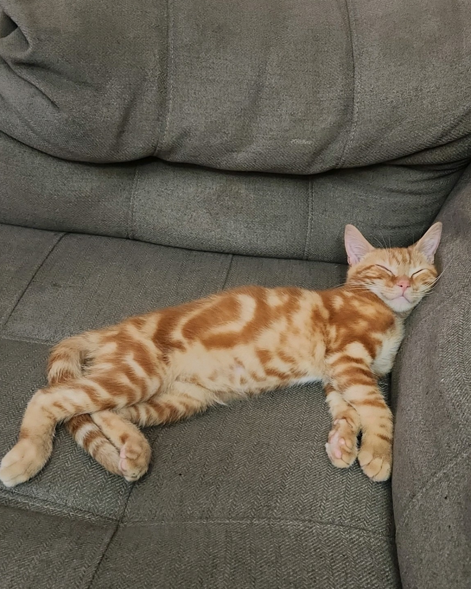    «Сплю и думаю о тебе».