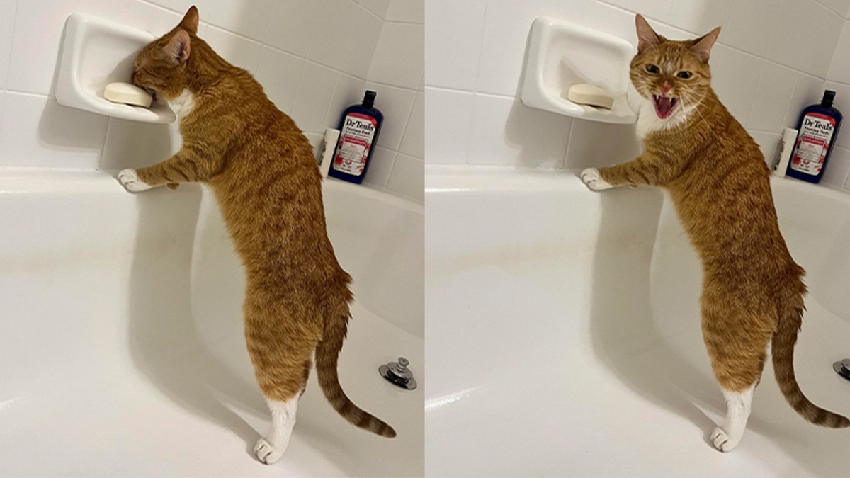    «Не фкуфна!»