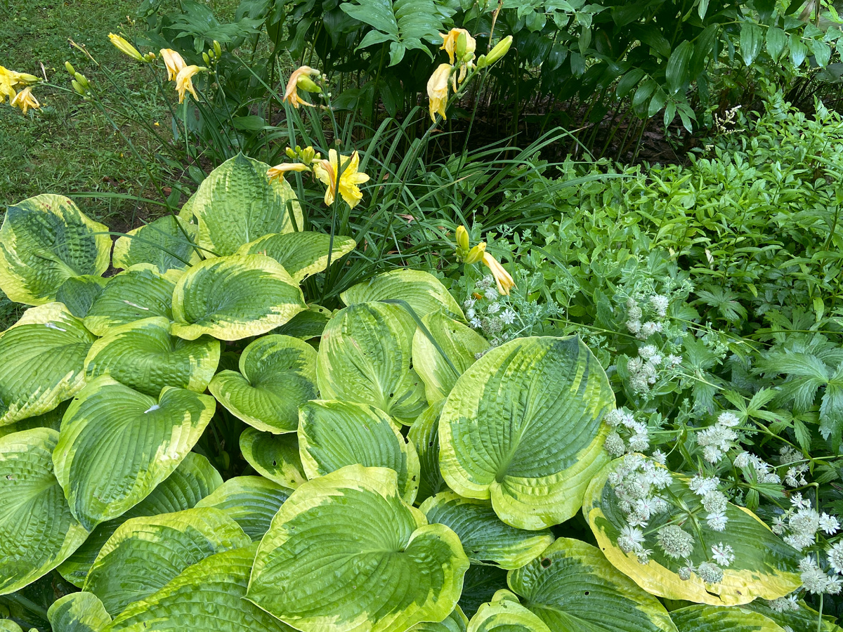 Майская аллея. Измайловский ПКиО. Хоста, лилейник, астранция, купена, астильба