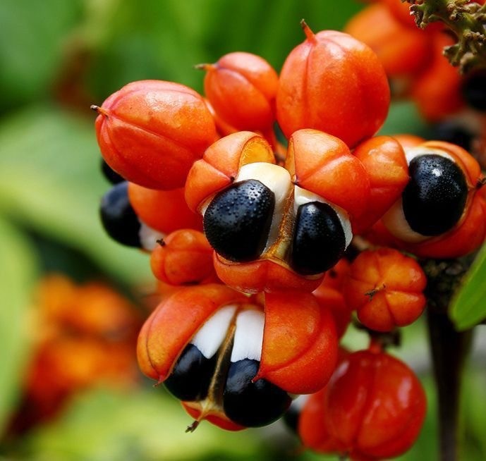 Гуарана́ (лат. Paullinia cupana) — вьющаяся лиана рода Пауллиния (Paullinia) семейства Сапиндовые (Sapindaceae), в диком виде растущая в амазонской части Бразилии и Парагвая, а также встречающаяся в Перу, Венесуэле и Колумбии. В Бразилии выращивают гуарану в штате Амазонас и в штате Баия. Гуарана отличается большими листьями и цветками, собранными в пучки. Растение известно, прежде всего, своими плодами, которые соразмерны с кофейным зерном. Как пищевая добавка, гуарана является эффективным стимулятором и содержит в два раза больше кофеина, чем кофейные зёрна (2—4,5 % кофеина в семенах гуараны против 1—2 % — в кофейных зёрнах). Высокая концентрация кофеина служит растению защитным токсином, который ограждает ягоды и семена от болезнетворных микроорганизмов.