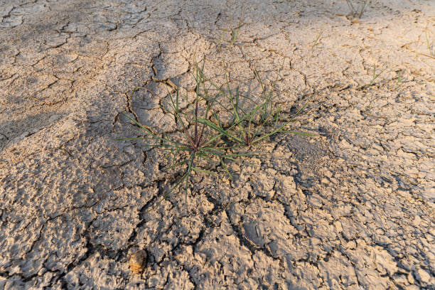 У человека, который чувствует жажду, обезвоживание наступило 20 минут назад
