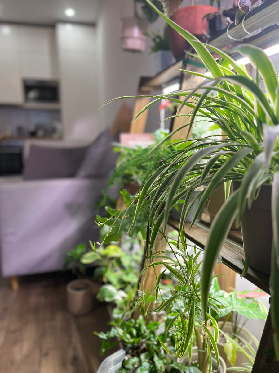 Хлорофитум в моей коллекции растений. Он добавляет пышности, а на подвесе весной смотрится очень красиво!