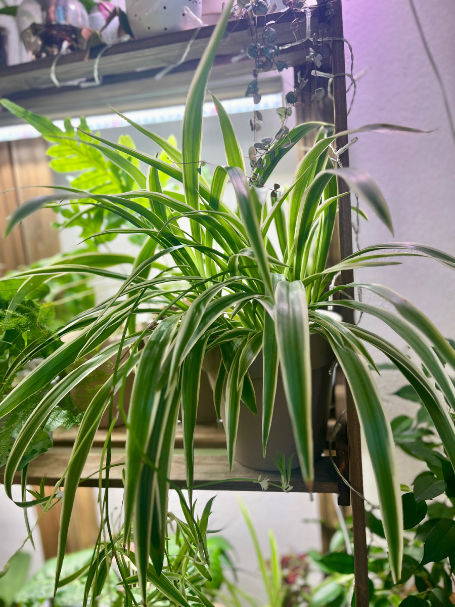 На стеллаже, кстати, растёт только океан, кудрявый зимует на окне.