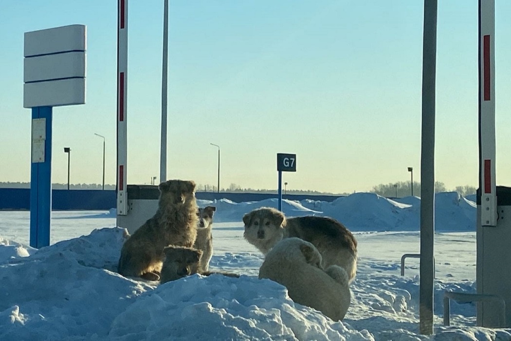    Фото: читатель © ИА «Уральский меридиан»
