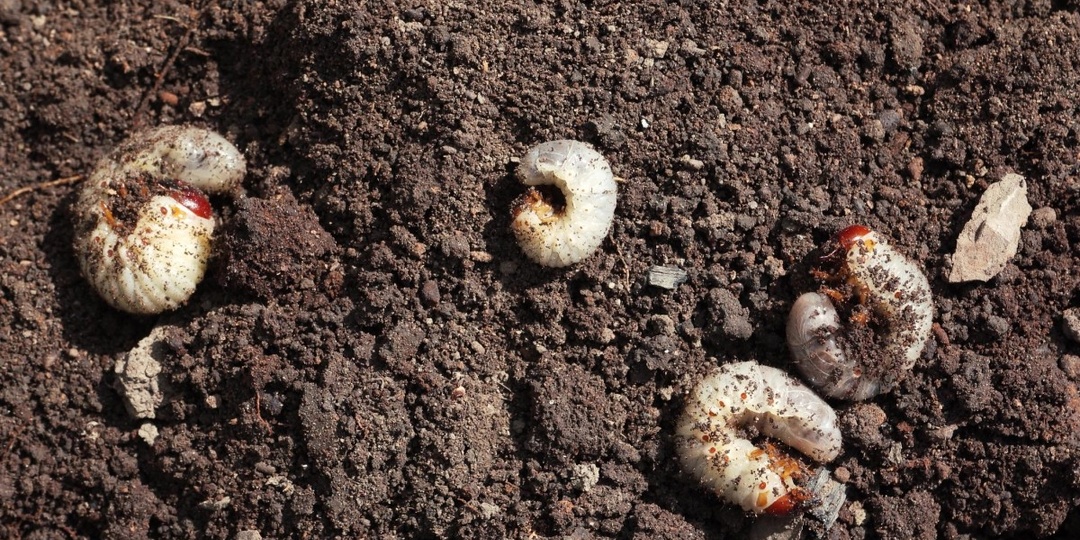Как насчет личинок в саду? Проверьте, где они находятся, и избавьтесь от них раз и навсегда