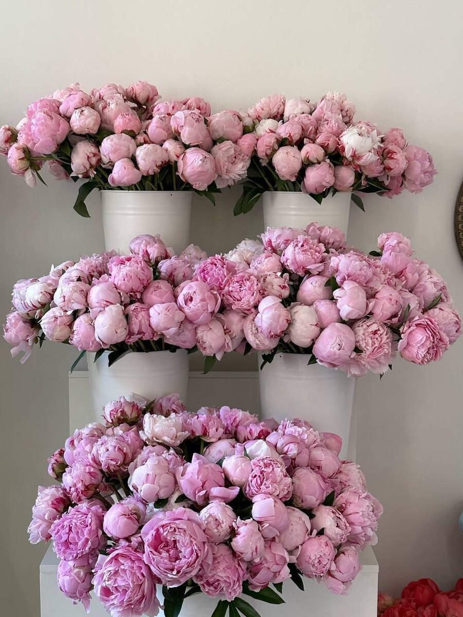 Так меня ни разу не поздравляли. А я обожаю пионы 😍