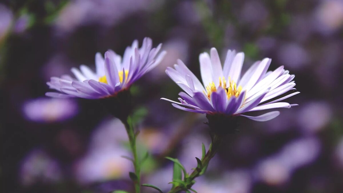     Источник: pxhere